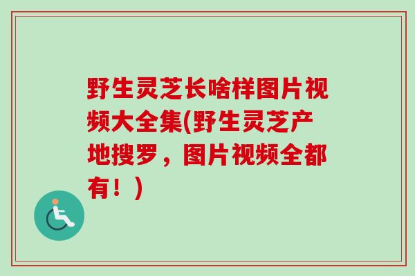 野生灵芝长啥样图片视频大全集(野生灵芝产地搜罗，图片视频全都有！)