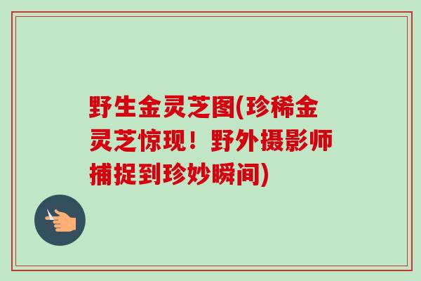 野生金灵芝图(珍稀金灵芝惊现！野外摄影师捕捉到珍妙瞬间)