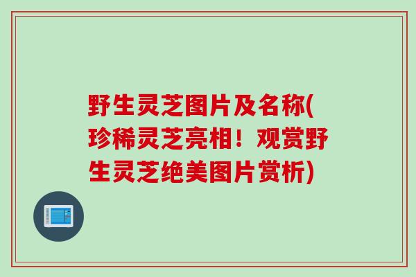 野生灵芝图片及名称(珍稀灵芝亮相!观赏野生灵芝绝美图片赏析) 野生灵芝图片及名称(珍稀灵芝亮相!观赏野生灵芝绝美图片赏析)