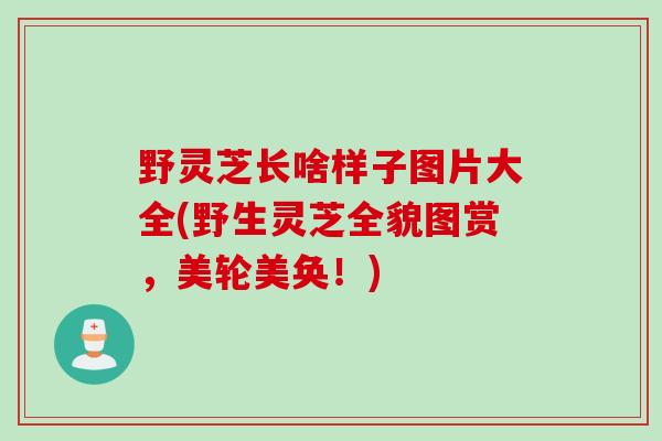 野灵芝长啥样子图片大全(野生灵芝全貌图赏，美轮美奂！)