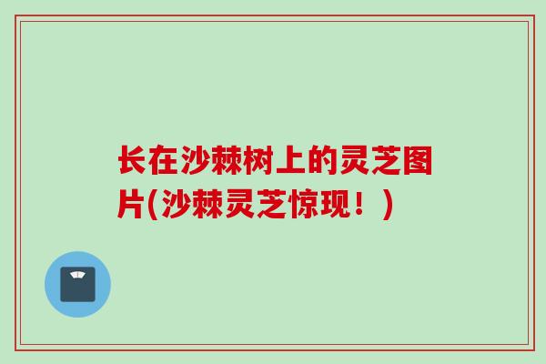 长在沙棘树上的灵芝图片(沙棘灵芝惊现!) 长在沙棘树上的灵芝图片(沙棘灵芝惊现!)
