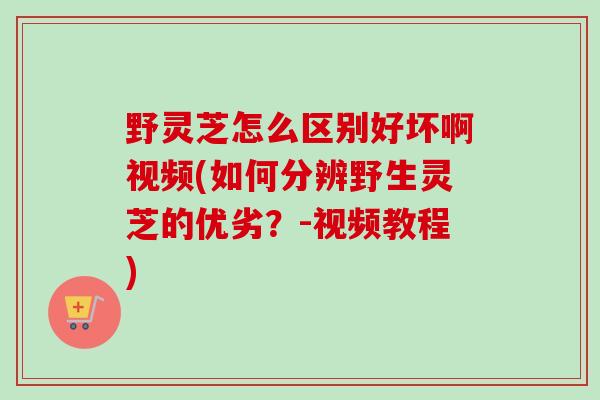 野灵芝怎么区别好坏啊视频(如何分辨野生灵芝的优劣？-视频教程)