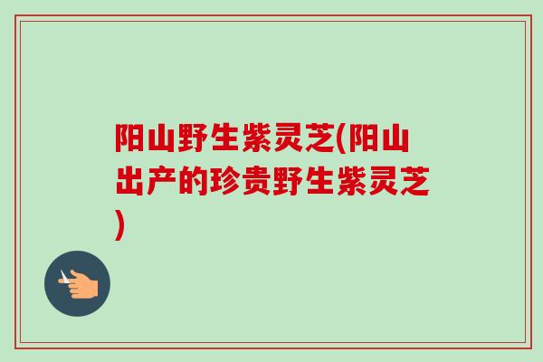 阳山野生紫灵芝(阳山出产的珍贵野生紫灵芝)