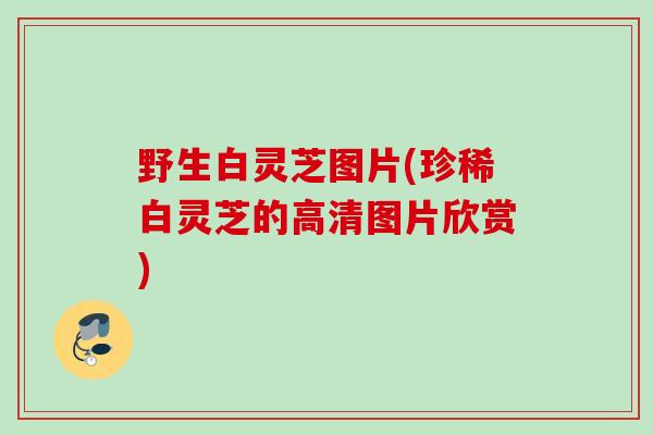 野生白灵芝图片(珍稀白灵芝的高清图片欣赏)