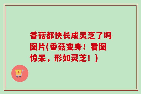 香菇都快长成灵芝了吗图片(香菇变身！看图惊呆，形如灵芝！)