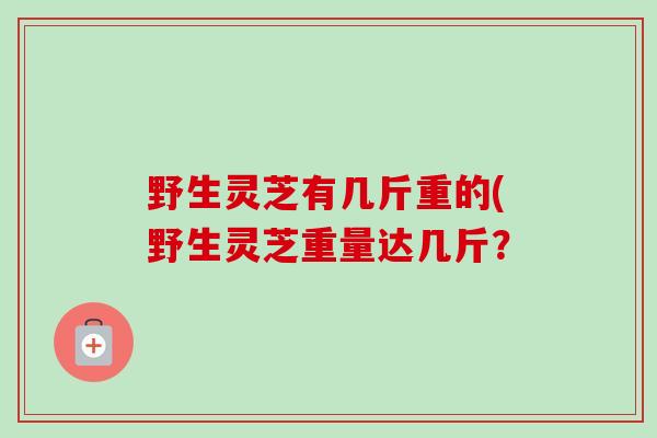 野生灵芝有几斤重的(野生灵芝重量达几斤？