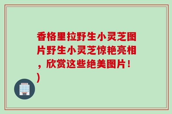 香格里拉野生小灵芝图片野生小灵芝惊艳亮相,欣赏这些绝美图片!) 香格里拉野生小灵芝图片野生小灵芝惊艳亮相,欣赏这些绝美图片!)