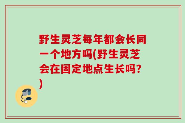 野生灵芝每年都会长同一个地方吗(野生灵芝会在固定地点生长吗？)