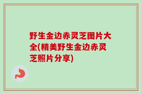 野生金边赤灵芝图片大全(精美野生金边赤灵芝照片分享)