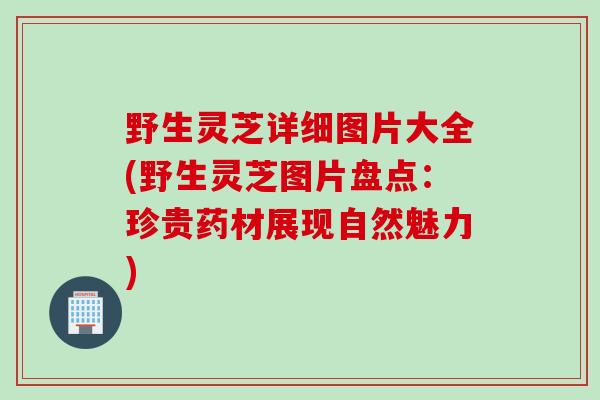 野生灵芝详细图片大全(野生灵芝图片盘点:珍贵药材展现自然魅力) 野生灵芝详细图片大全(野生灵芝图片盘点:珍贵药材展现自然魅力)