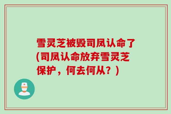 雪灵芝被毁司凤认命了(司凤认命放弃雪灵芝保护，何去何从？)