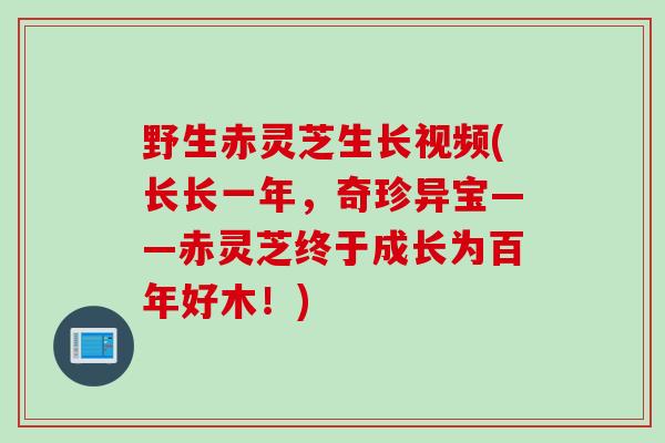 野生赤灵芝生长视频(长长一年，奇珍异宝——赤灵芝终于成长为百年好木！)