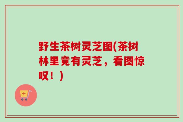 野生茶树灵芝图(茶树林里竟有灵芝,看图惊叹!) 野生茶树灵芝图(茶树林里竟有灵芝,看图惊叹!)