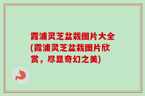 霞浦灵芝盆栽图片大全(霞浦灵芝盆栽图片欣赏，尽显奇幻之美)