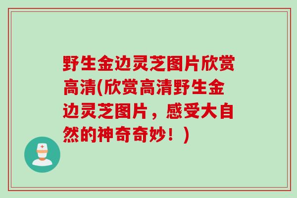 野生金边灵芝图片欣赏高清(欣赏高清野生金边灵芝图片，感受大自然的神奇奇妙！)
