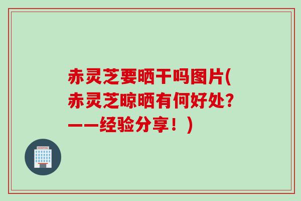 赤灵芝要晒干吗图片(赤灵芝晾晒有何好处？——经验分享！)