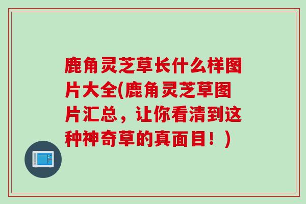 鹿角灵芝草长什么样图片大全(鹿角灵芝草图片汇总，让你看清到这种神奇草的真面目！)