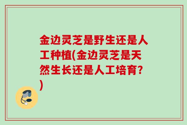 金边灵芝是野生还是人工种植(金边灵芝是天然生长还是人工培育？)