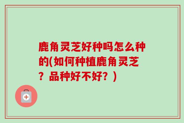 鹿角灵芝好种吗怎么种的(如何种植鹿角灵芝？品种好不好？)