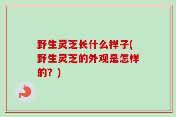 野生灵芝长什么样子(野生灵芝的外观是怎样的？)