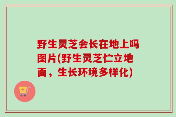 野生灵芝会长在地上吗图片(野生灵芝伫立地面,生长环境多样化) 野生灵芝会长在地上吗图片(野生灵芝伫立地面,生长环境多样化)