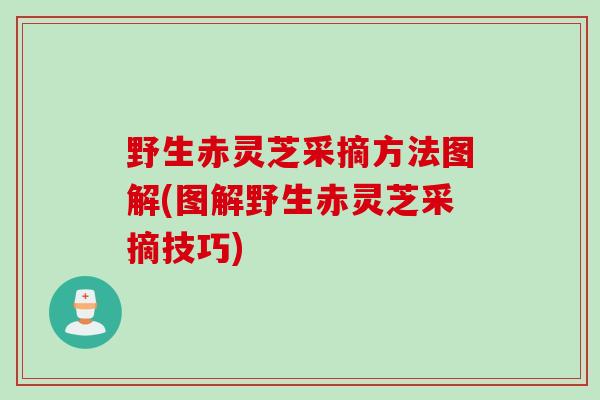 野生赤灵芝采摘方法图解(图解野生赤灵芝采摘技巧)