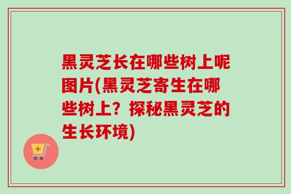 黑灵芝长在哪些树上呢图片(黑灵芝寄生在哪些树上?探秘黑灵芝的生长环境) 黑灵芝长在哪些树上呢图片(黑灵芝寄生在哪些树上?探秘黑灵芝的生长环境)
