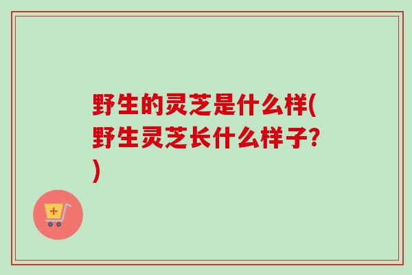 野生的灵芝是什么样(野生灵芝长什么样子？)