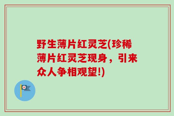 野生薄片红灵芝(珍稀薄片红灵芝现身，引来众人争相观望!)