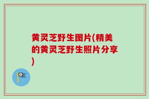 黄灵芝野生图片(精美的黄灵芝野生照片分享)