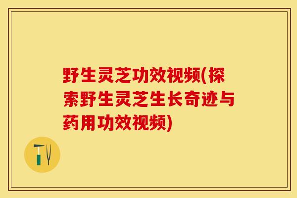 野生灵芝功效视频(探索野生灵芝生长奇迹与药用功效视频)