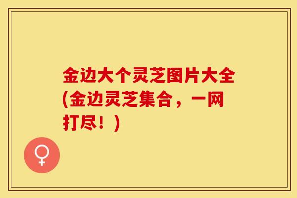 金边大个灵芝图片大全(金边灵芝集合，一网打尽！)