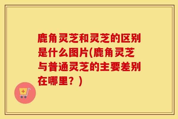 鹿角灵芝和灵芝的区别是什么图片(鹿角灵芝与普通灵芝的主要差别在哪里?) 鹿角灵芝和灵芝的区别是什么图片(鹿角灵芝与普通灵芝的主要差别在哪里?)