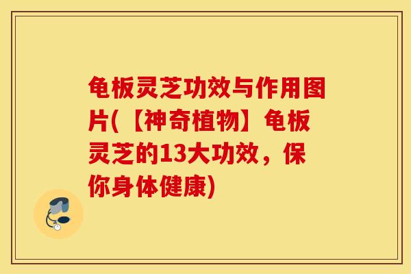 龟板灵芝功效与作用图片(【神奇植物】龟板灵芝的13大功效，保你身体健康)