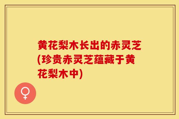 黄花梨木长出的赤灵芝(珍贵赤灵芝蕴藏于黄花梨木中)