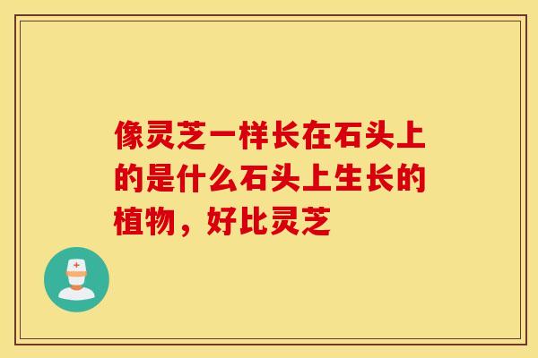 像灵芝一样长在石头上的是什么石头上生长的植物,好比灵芝 像灵芝一样长在石头上的是什么石头上生长的植物,好比灵芝