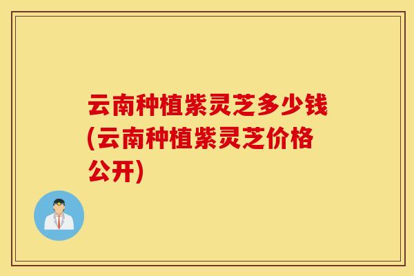 云南种植紫灵芝多少钱(云南种植紫灵芝价格公开) 云南种植紫灵芝多少钱(云南种植紫灵芝价格公开)