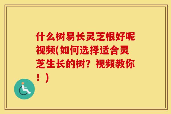 什么树易长灵芝根好呢视频(如何选择适合灵芝生长的树?视频教你!) 什么树易长灵芝根好呢视频(如何选择适合灵芝生长的树?视频教你!)