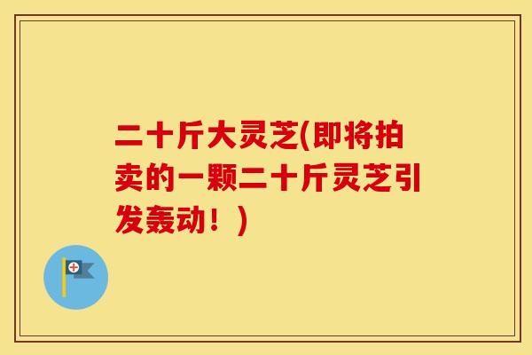 二十斤大灵芝(即将拍卖的一颗二十斤灵芝引发轰动！)