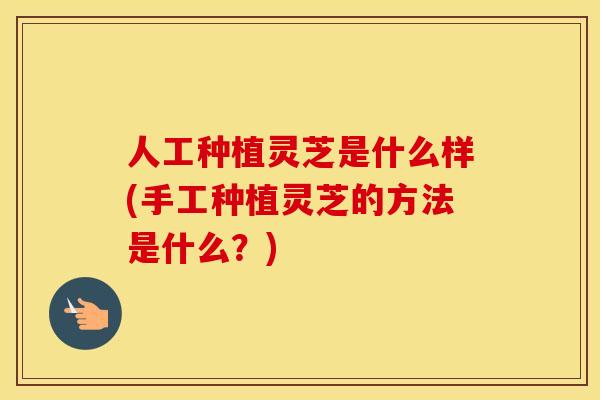 人工种植灵芝是什么样(手工种植灵芝的方法是什么?) 人工种植灵芝是什么样(手工种植灵芝的方法是什么?)