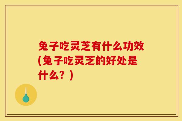 兔子吃灵芝有什么功效(兔子吃灵芝的好处是什么？)