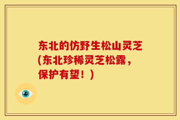 东北的仿野生松山灵芝(东北珍稀灵芝松露，保护有望！)