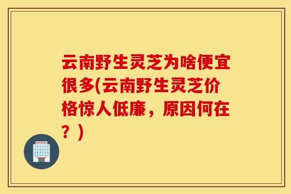 云南野生灵芝为啥便宜很多(云南野生灵芝价格惊人低廉，原因何在？)