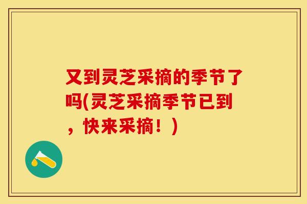 又到灵芝采摘的季节了吗(灵芝采摘季节已到，快来采摘！)