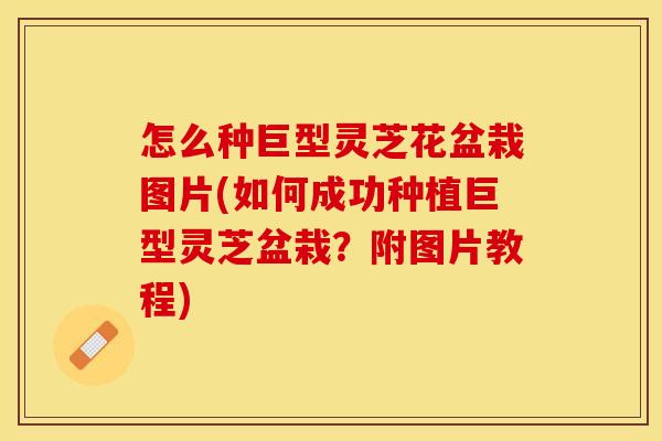 怎么种巨型灵芝花盆栽图片(如何成功种植巨型灵芝盆栽?附图片教程) 怎么种巨型灵芝花盆栽图片(如何成功种植巨型灵芝盆栽?附图片教程)