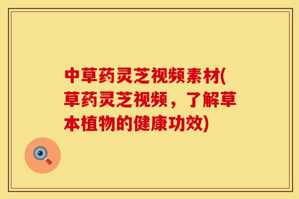 中草药灵芝视频素材(草药灵芝视频，了解草本植物的健康功效)