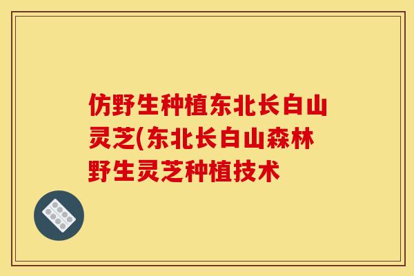 仿野生种植东北长白山灵芝(东北长白山森林野生灵芝种植技术