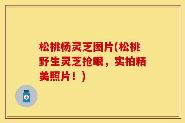 松桃杨灵芝图片(松桃野生灵芝抢眼,实拍精美照片!) 松桃杨灵芝图片(松桃野生灵芝抢眼,实拍精美照片!)