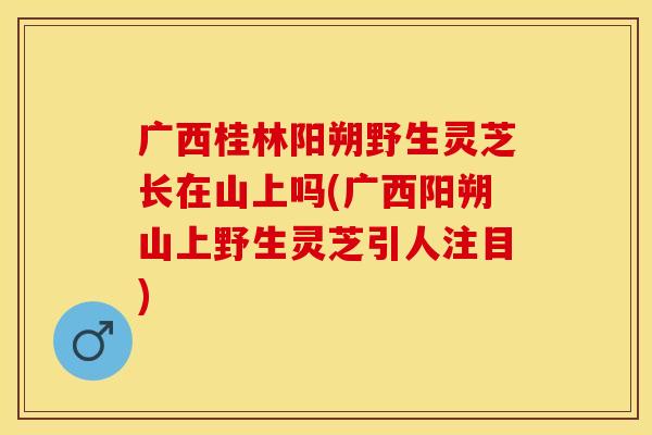 广西桂林阳朔野生灵芝长在山上吗(广西阳朔山上野生灵芝引人注目) 广西桂林阳朔野生灵芝长在山上吗(广西阳朔山上野生灵芝引人注目)