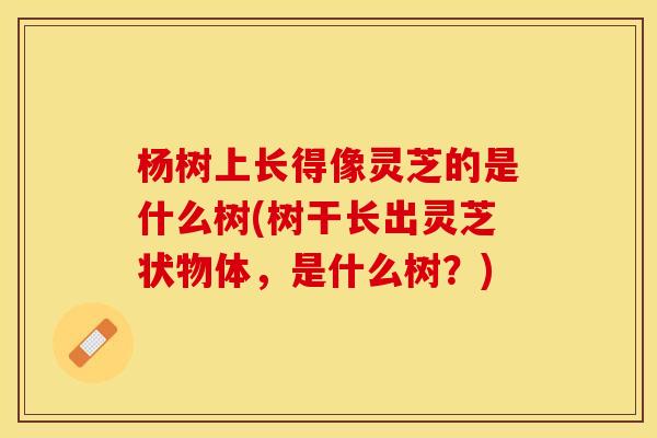 杨树上长得像灵芝的是什么树(树干长出灵芝状物体，是什么树？)